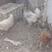 بقلمون .مرغ گلین .طوسی چناران .|حیوانات مزرعه|مشهد, امیریه|دیوار