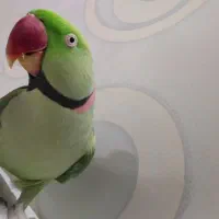 شاه طوطی نر|پرنده|تهران, مسگرآباد|دیوار