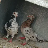 کبوتر سرور هفت رنگ، معاوضه با جوجه پلاکی