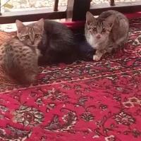 واگذاری گربه ها ی دست آموز