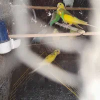 مرغ عشق فروشی