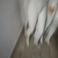 مانکن لباس  نیم تنه و کامل