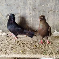 کبوترسیاه فیلی اصیل آبادان