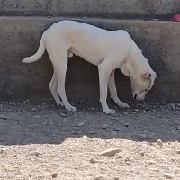 سگ معاوضه با قناری|سگ|نیشابور, فضل|دیوار