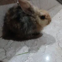 خرگوش