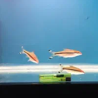 آروانا سیلور رد لاین|ماهی|رباطکریم, شهرک والفجر|دیوار