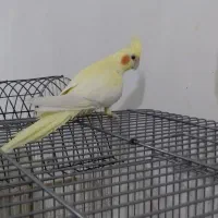 عروس هلندی نر زعفرانی