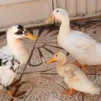 اردک سالم