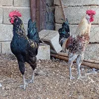 خروس جوان دو عدد