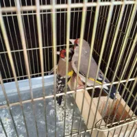 پرنده سهره کرمانی سر سیاه