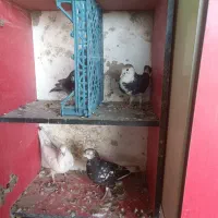 4تا کفتر خوب