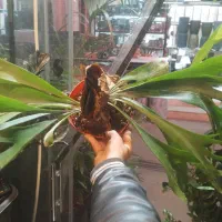 گل های خاص آمازونی