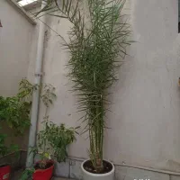 درخت نخل زینتی|گل و گیاه طبیعی|تهران, سلسبیل شمالی|دیوار