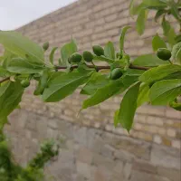 زمین دیوارکشی شده در روستای ینگه قلعه