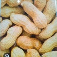 بادام زمینی