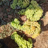 باغ انگور|فروش دفتر صنعتی، کشاورزی، تجاری|ضیاء آباد, |دیوار