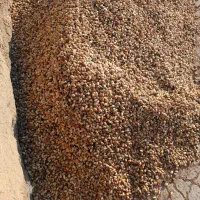 خریدپسته پوک  گو  روابی باقیمت مناسب