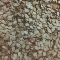 دانه هندوانه