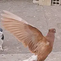 دمسفیدنروماده آث|پرنده|اقبالیه, |دیوار