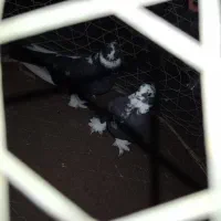 یک جفت کبوتر  چنگ  موشی اصل