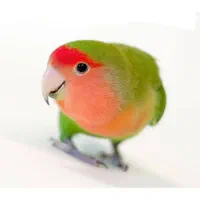 انواع عروس هلندی ، طوطی برزیلی ، قفس ، لانه ، دان|پرنده|دهگلان, |دیوار