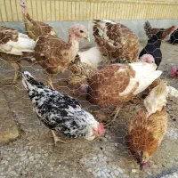 تخم مرغ|خوردنی و آشامیدنی|شاهین‌شهر, حافظ جنوبی|دیوار