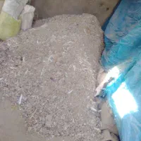 کود کفتر|گل و گیاه طبیعی|میاندوآب, |دیوار