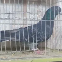 ۳۵عدد کفتر خوب غریب|پرنده|کوهدشت, |دیوار