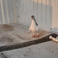 تعدادی کبوتر سیاه پوش با دم سیاه|پرنده|اقبالیه, |دیوار