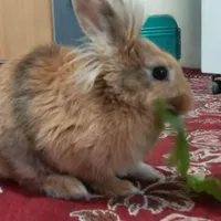 خرگوش