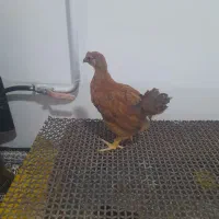 سلام یه جوجه خروس دو ماه