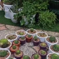 فروش گل طبیعی کاکتوس|گل و گیاه طبیعی|شیراز, رکن‌آباد|دیوار