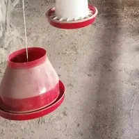 دانخوری مرغ وغیره