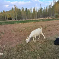 بز سانین|حیوانات مزرعه|ایجرود, |دیوار