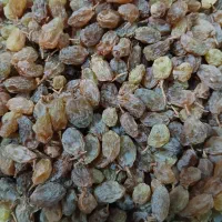 کشمش مال امسال درشت