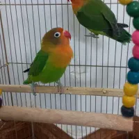 طوطی کوتوله برزیلی|پرنده|گتاب, |دیوار