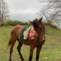 اسب فروشی|اسب و تجهیزات اسب‌سواری|شاندرمن, |دیوار