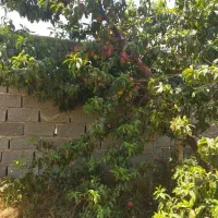 باغچه در کرج پر از درخت همراه آب و برق و دیوارکشی|فروش زمین و ملک کلنگی|هشتگرد, قاسم آباد بزرگ|دیوار