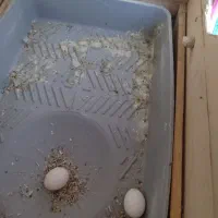 پرنده|پرنده|مرودشت, ابوذر شمالی‎|دیوار