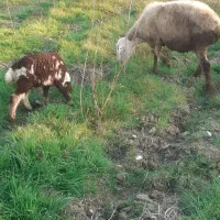 گوسفند با بره