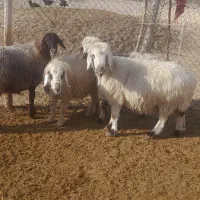 میش فروشی