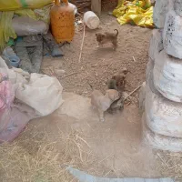 توله ماده