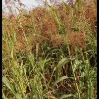 حدپد 2500بسته جارو دستی|خدمات باغبانی و درختکاری|کوهدشت, |دیوار