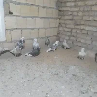 فروش ده عددکبوتر