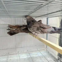 سرور عتیقه کشیده و بلند