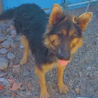 سگ.|سگ|زرند, |دیوار