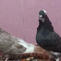 کبوتر|پرنده|تبریز, |دیوار