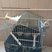 عروس هلندی