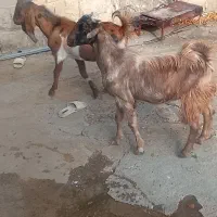 بیگ نر ماده دوقلو