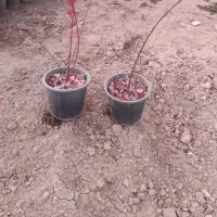 زمین-1000متری-بر-سامان